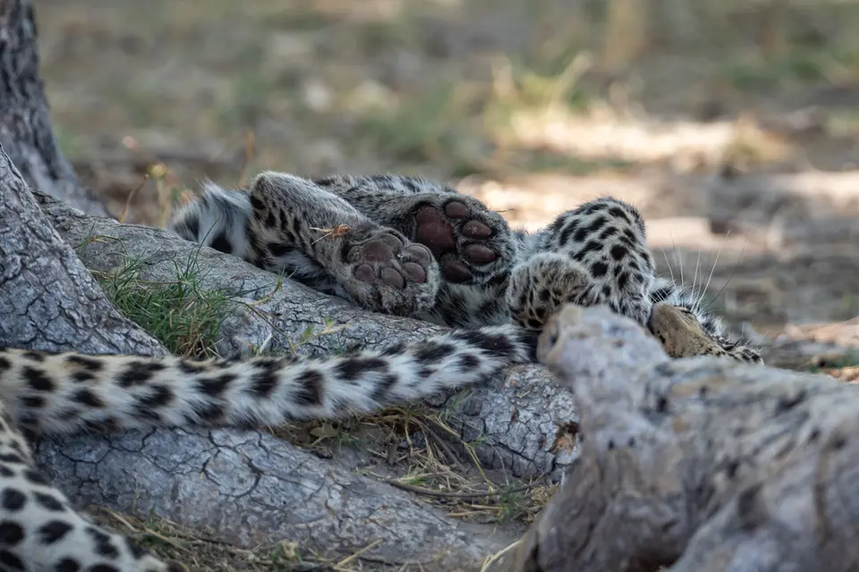 Botswana2019_0223_PA199942.jpg