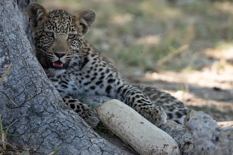 Botswana2019_0226_PA199991.jpg