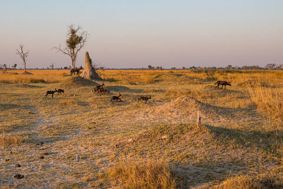 Botswana2019_0263_DSC03307.jpg
