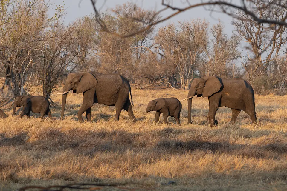 Botswana2019_0289_PB201555.jpg