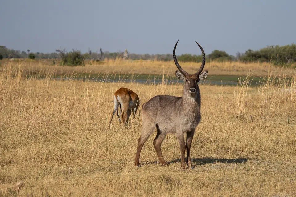 Botswana2019_0315_PB201621.jpg