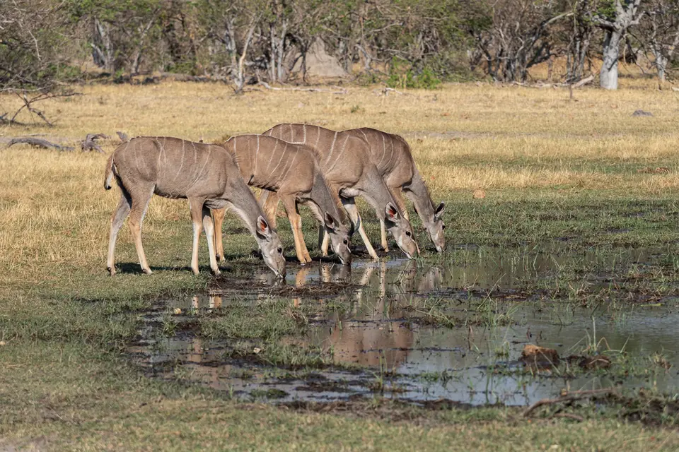 Botswana2019_0323_PB201639.jpg