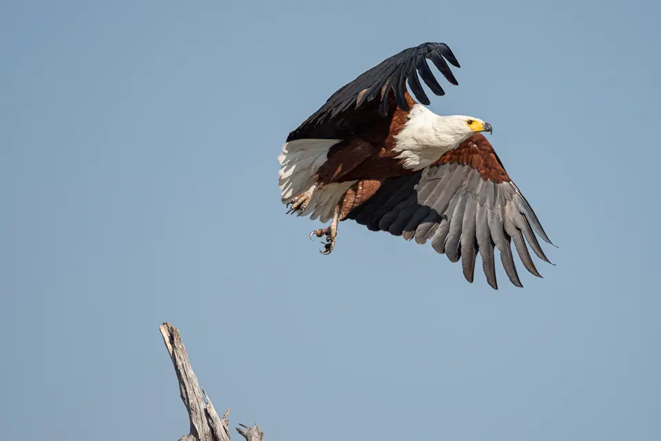 Botswana2019_0332_PA200609.jpg