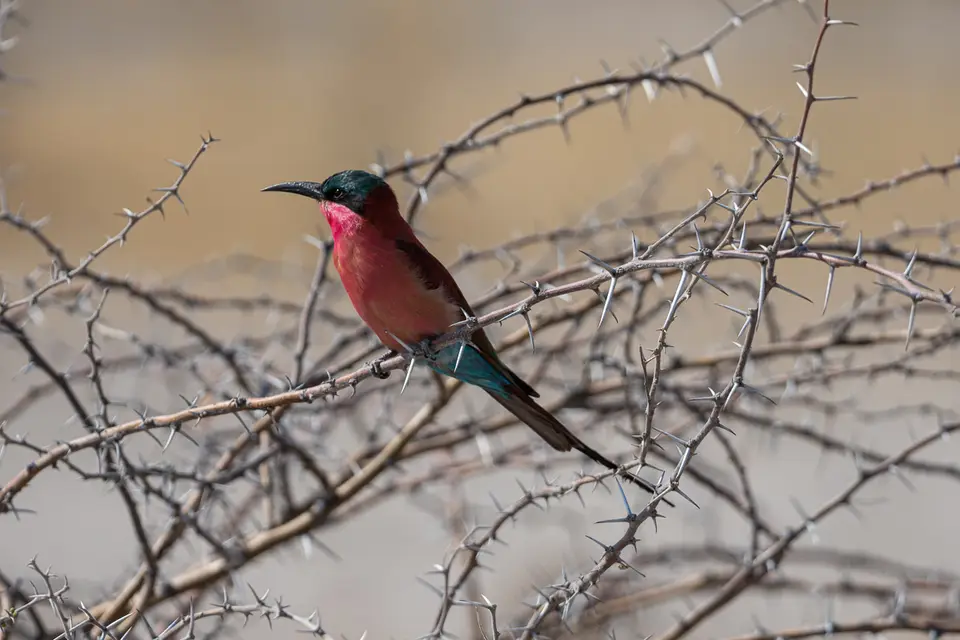 Botswana2019_0339_PA200632.jpg