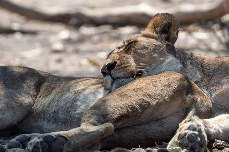 Botswana2019_0345_PA200642.jpg