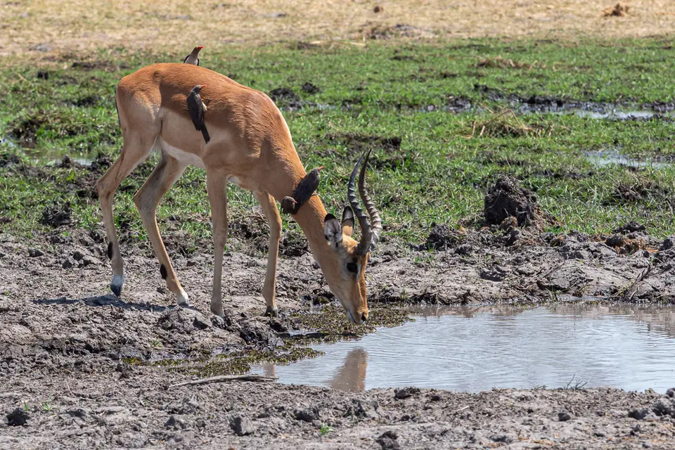 Botswana2019_0358_PB201858.jpg