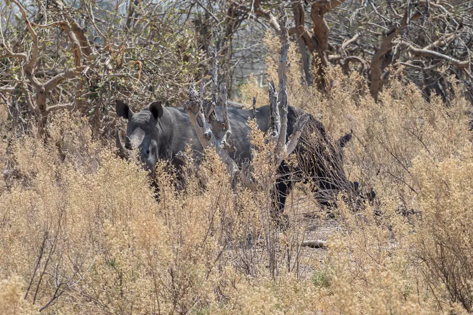 Botswana2019_0365_PA200845.jpg