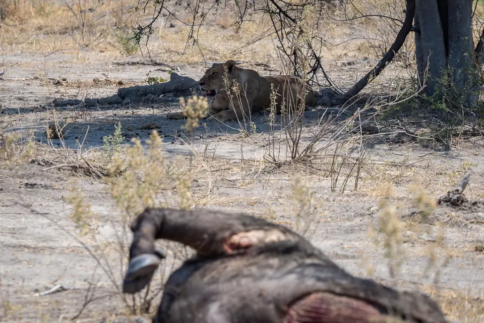 Botswana2019_0367_PB201901.jpg