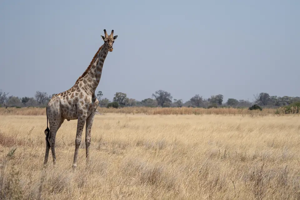 Botswana2019_0373_PB201937.jpg