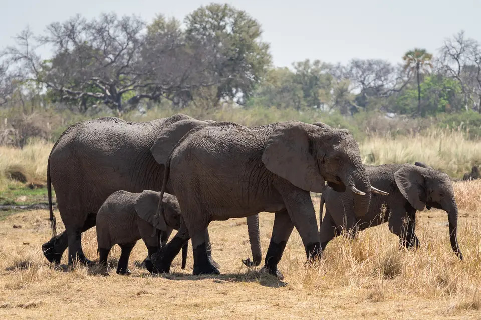 Botswana2019_0376_PB201943.jpg