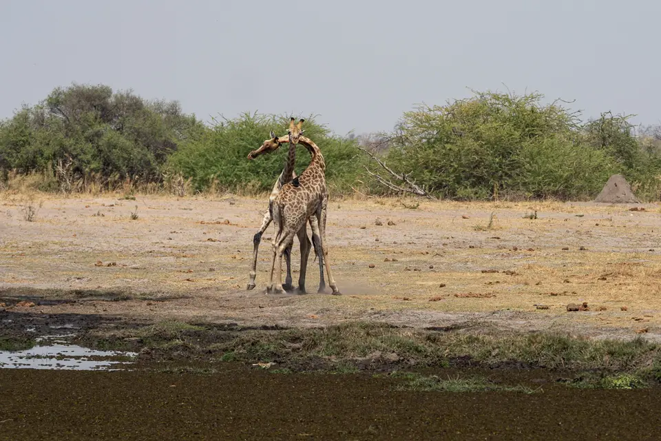 Botswana2019_0394_PB201981.jpg