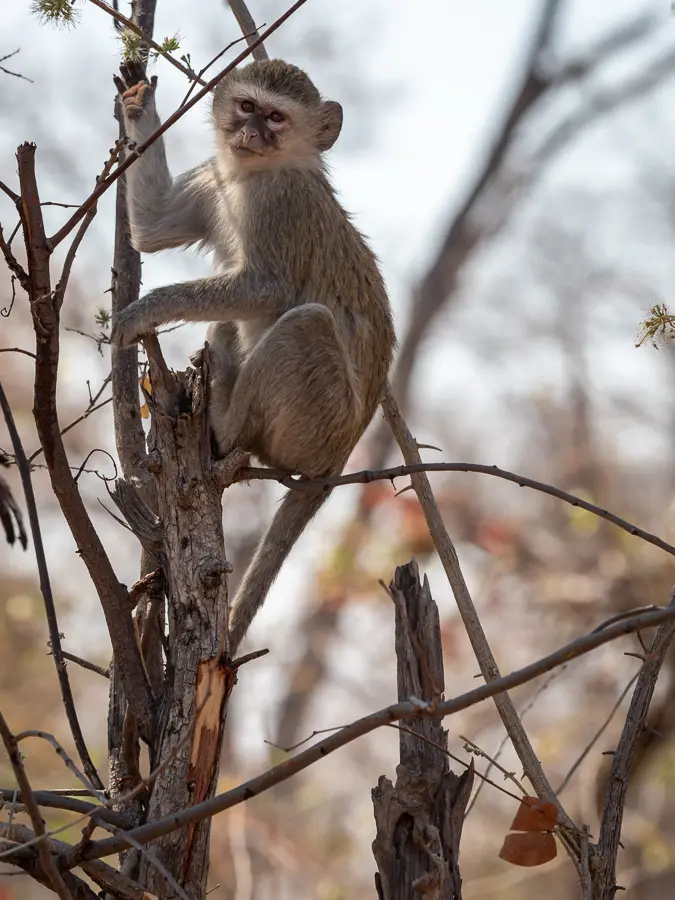 Botswana2019_0403_PB202030.jpg