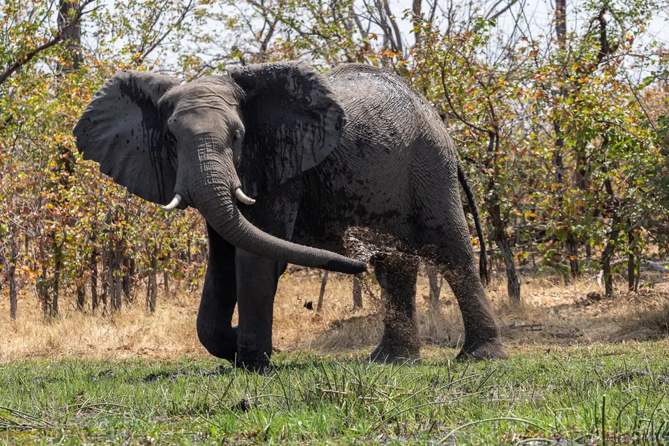 Botswana2019_0519_PB212370.jpg