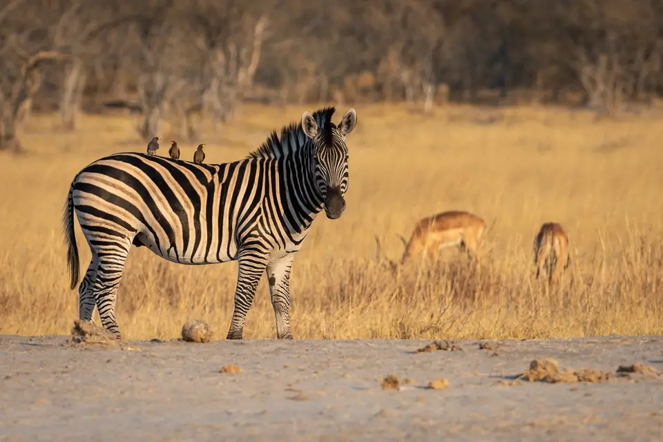 Botswana2019_0576_PA211896.jpg