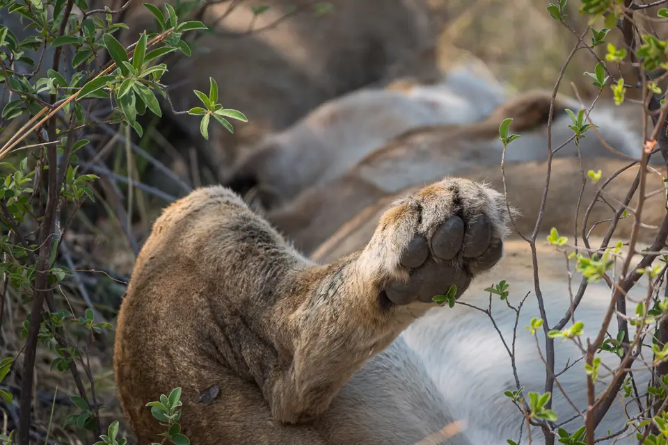 Botswana2019_0653_DSC04424.jpg