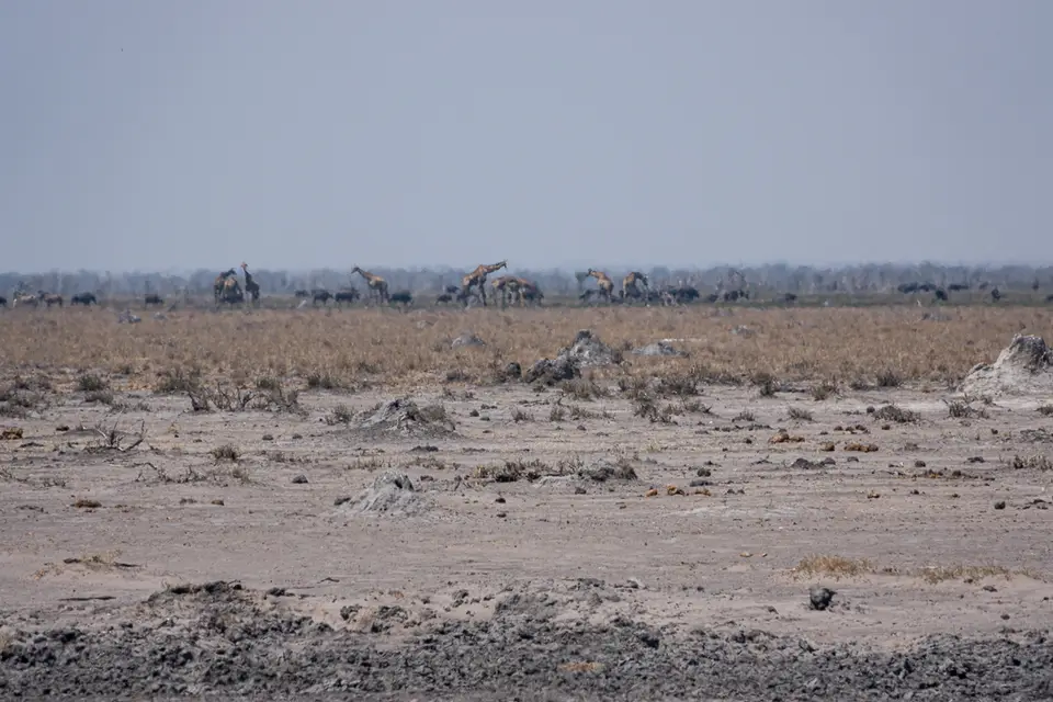 Botswana2019_0678_DSC04466.jpg
