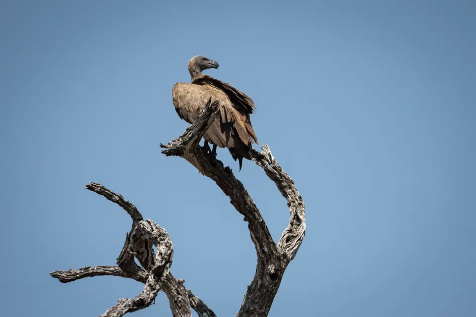 Botswana2019_0769_PA231068.jpg