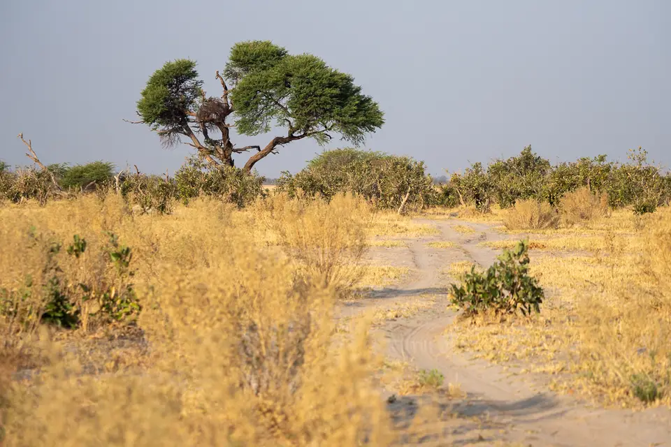 Botswana2019_0790_PB233398.jpg
