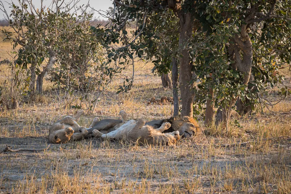 Botswana2019_0791_DSC04861.jpg