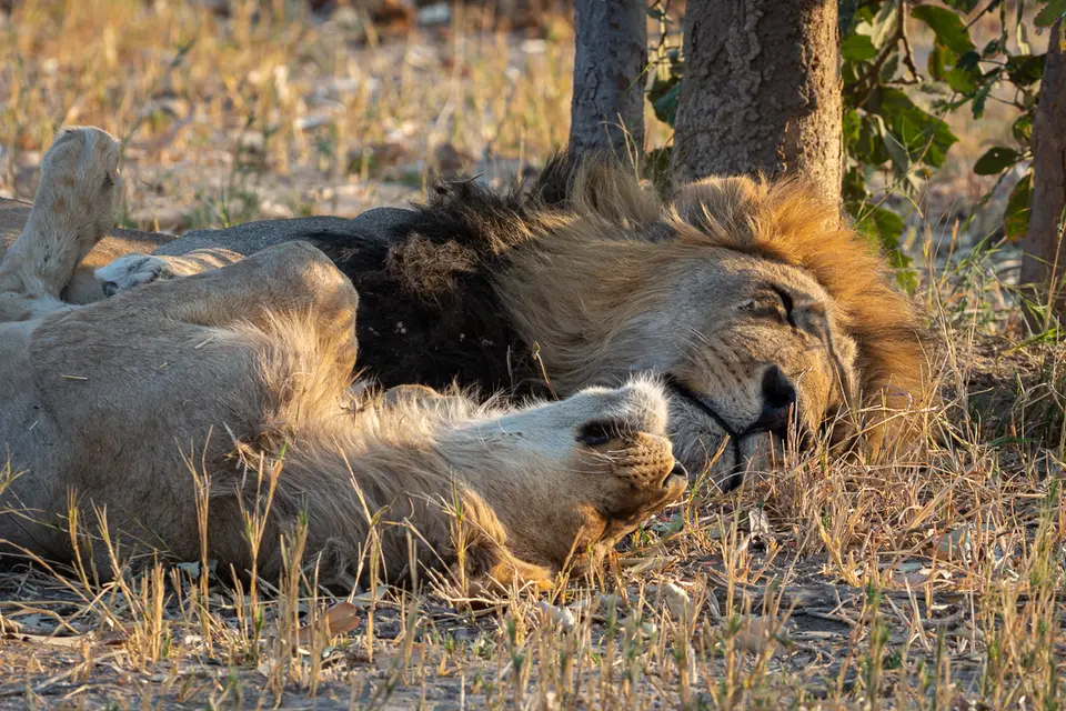 Botswana2019_0792_PA231170.jpg