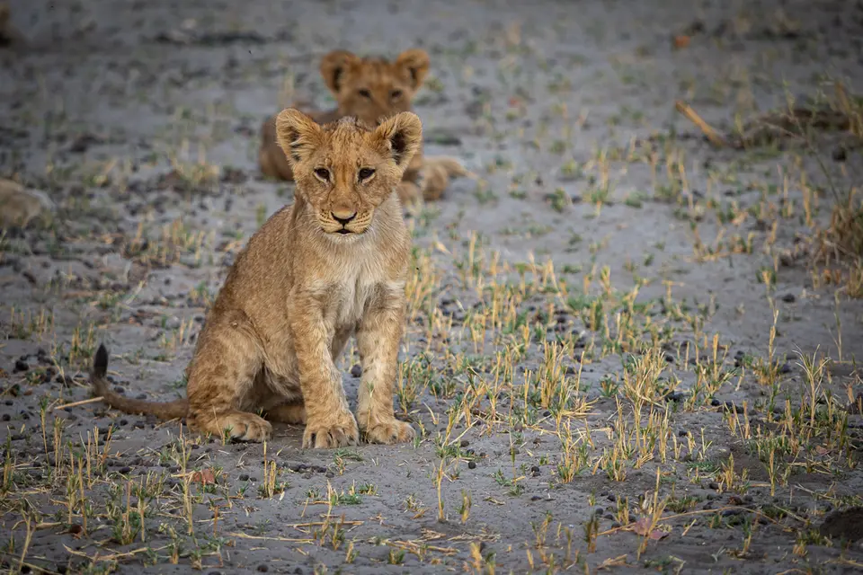 Botswana2019_0807_PB233512.jpg