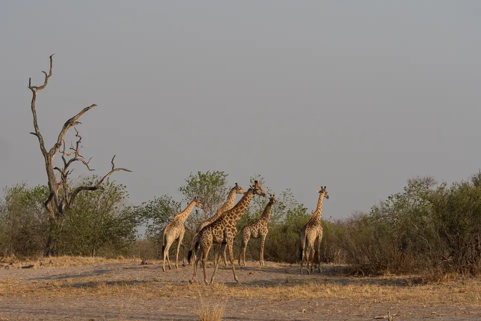 Botswana2019_0814_PB243541.jpg