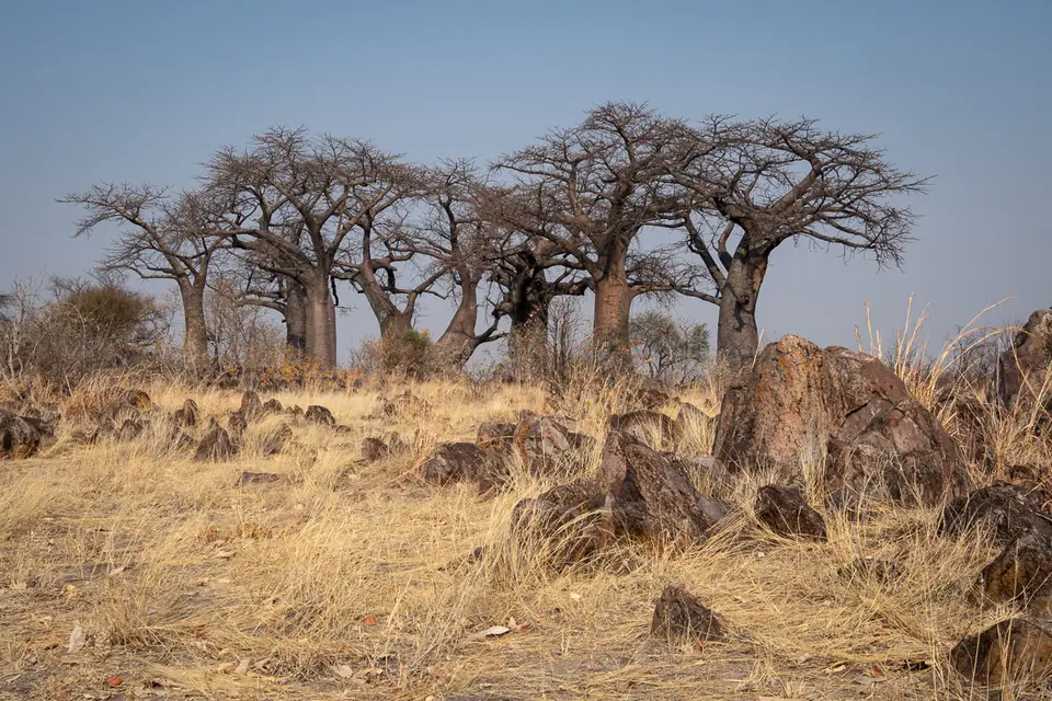 Botswana2019_0822_PB243573.jpg