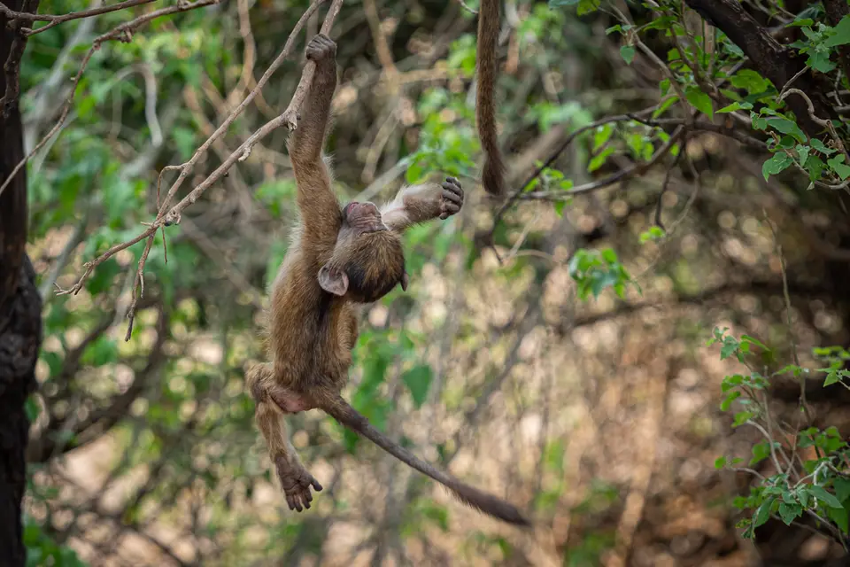 Botswana2019_0857_PB243912.jpg