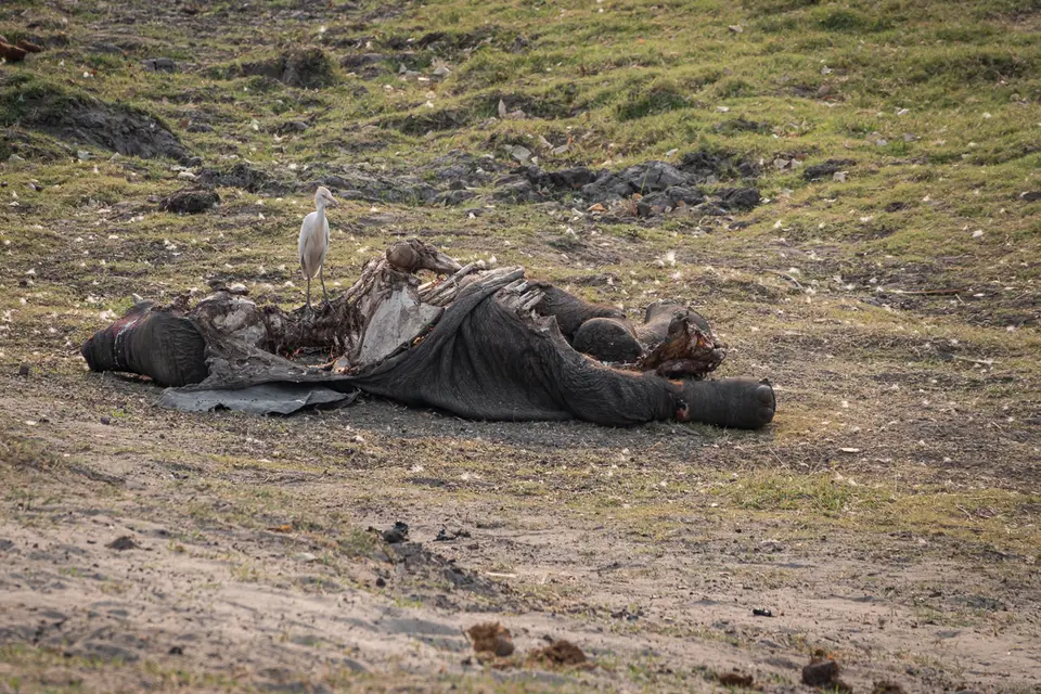 Botswana2019_0866_DSC05013.jpg