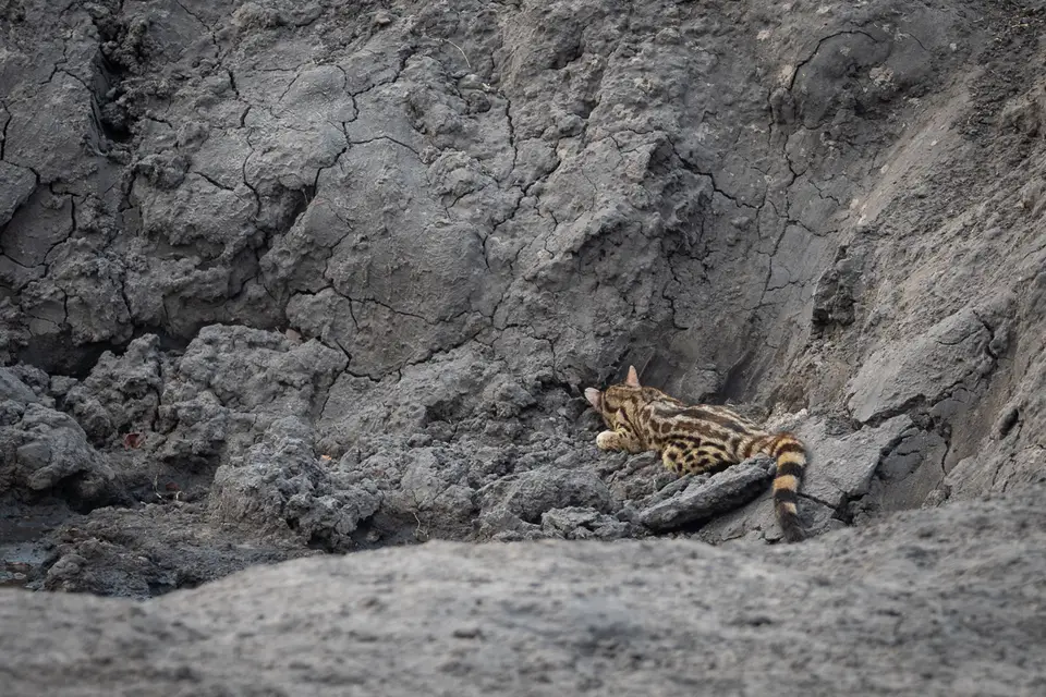 Botswana2019_0885_PA241453.jpg