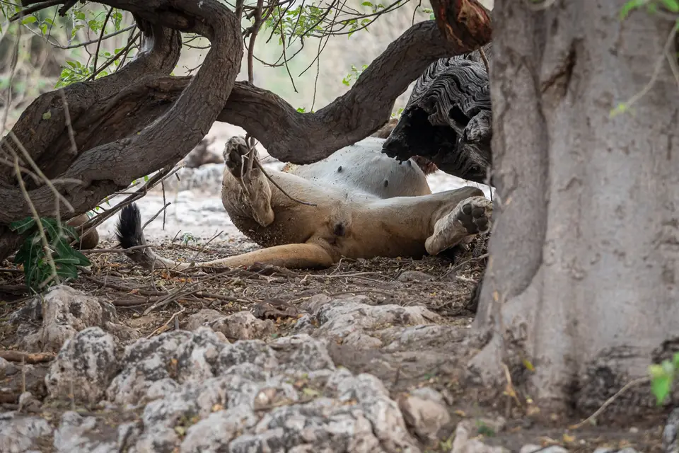 Botswana2019_0890_PB244036.jpg