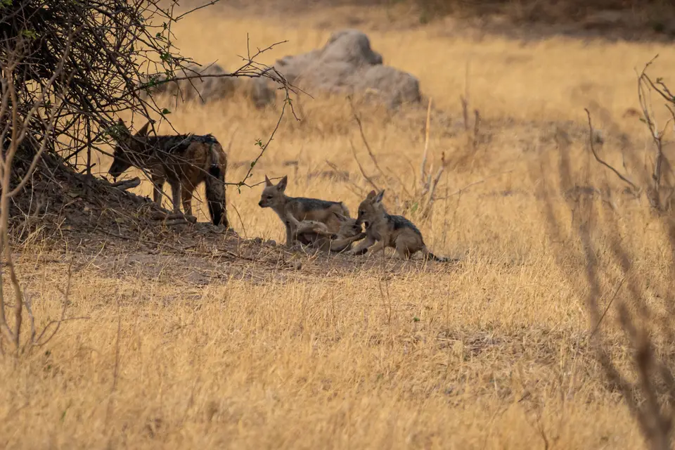 Botswana2019_0912_PA251580.jpg
