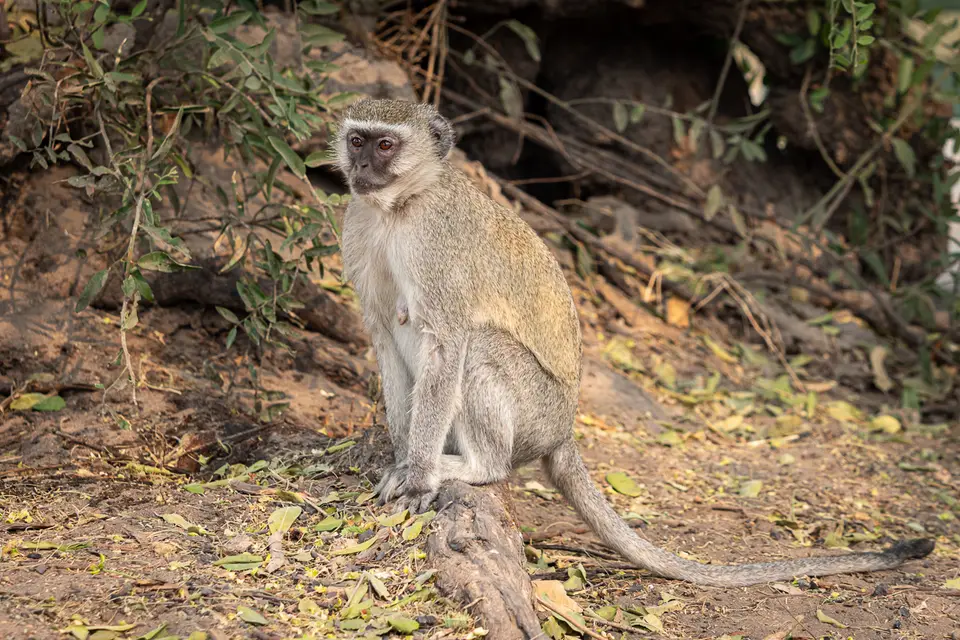 Botswana2019_0921_PB254147.jpg
