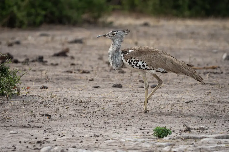 Botswana2019_0925_PA251651.jpg