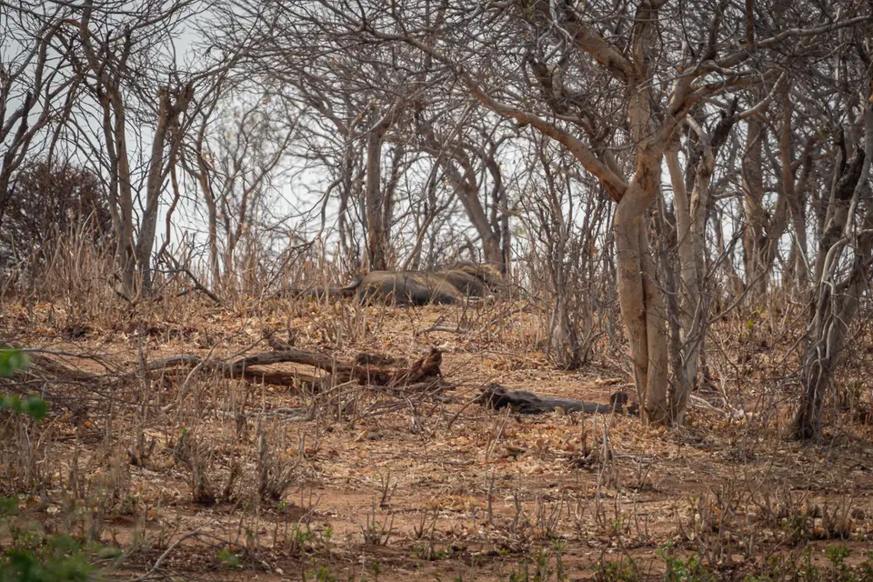 Botswana2019_0928_PA251674.jpg