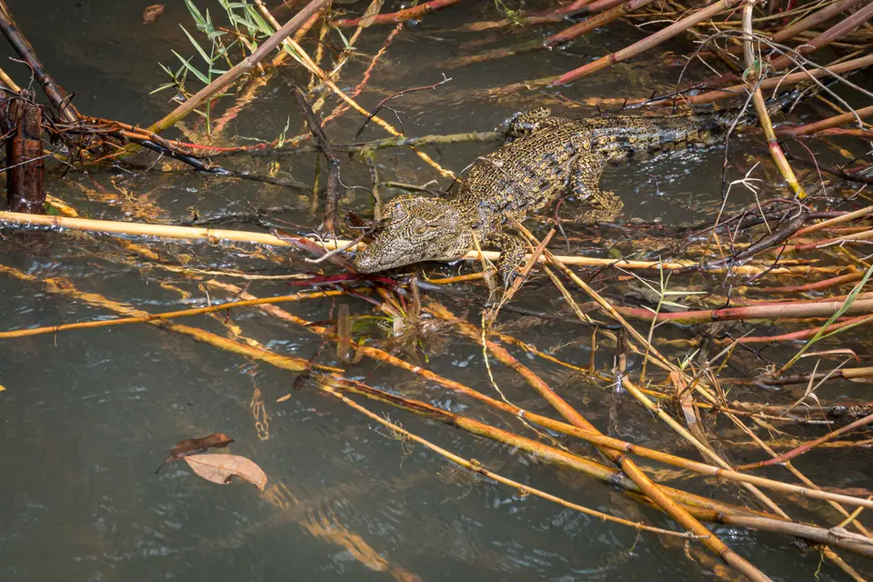 Botswana2019_0937_DSC05171.jpg