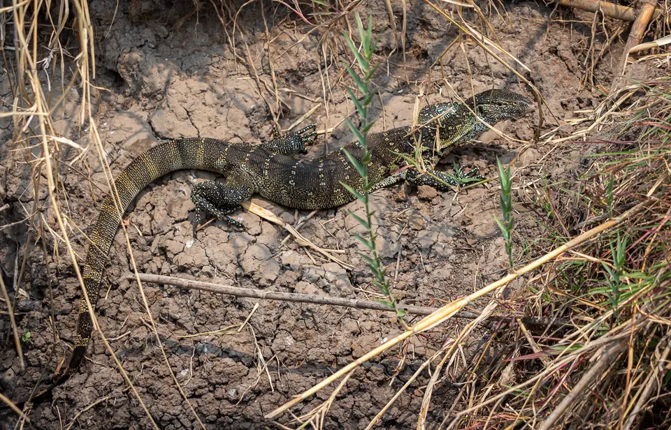 Botswana2019_0939_PB254224.jpg