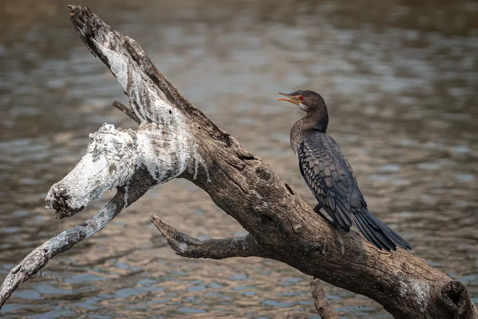 Botswana2019_0947_PA251821.jpg