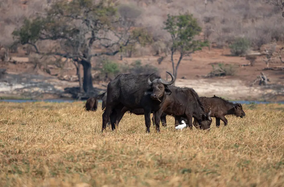 Botswana2019_0965_PB254520.jpg