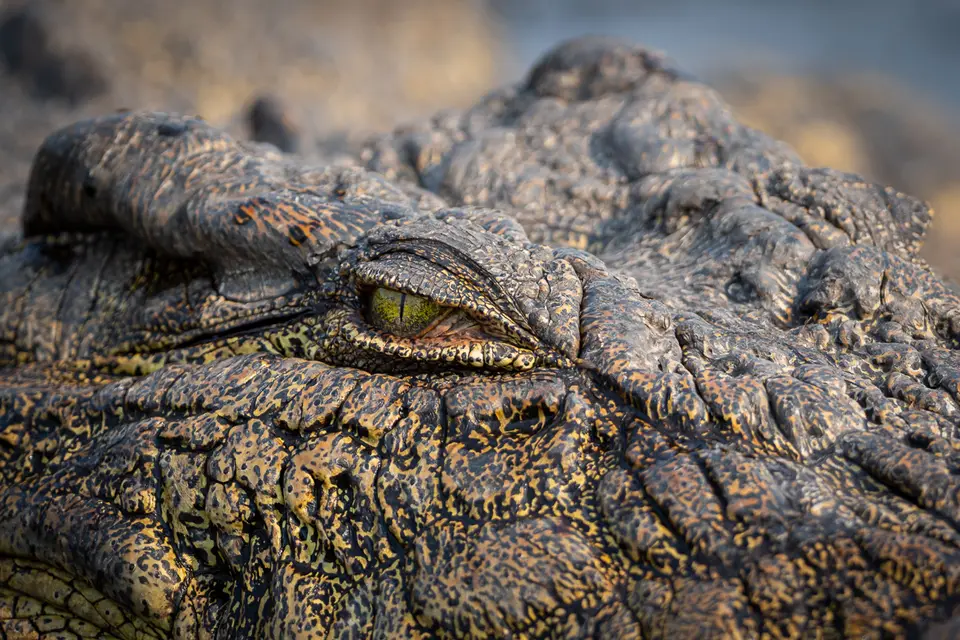 Botswana2019_0969_PA251863.jpg