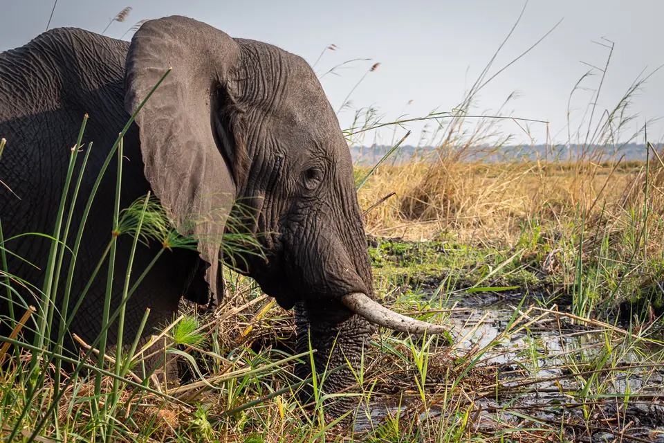 Botswana2019_0982_PB254583.jpg