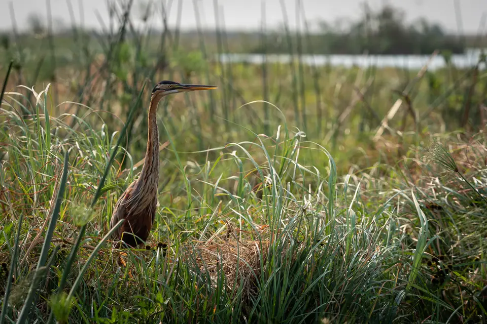 Botswana2019_0984_PB254586.jpg