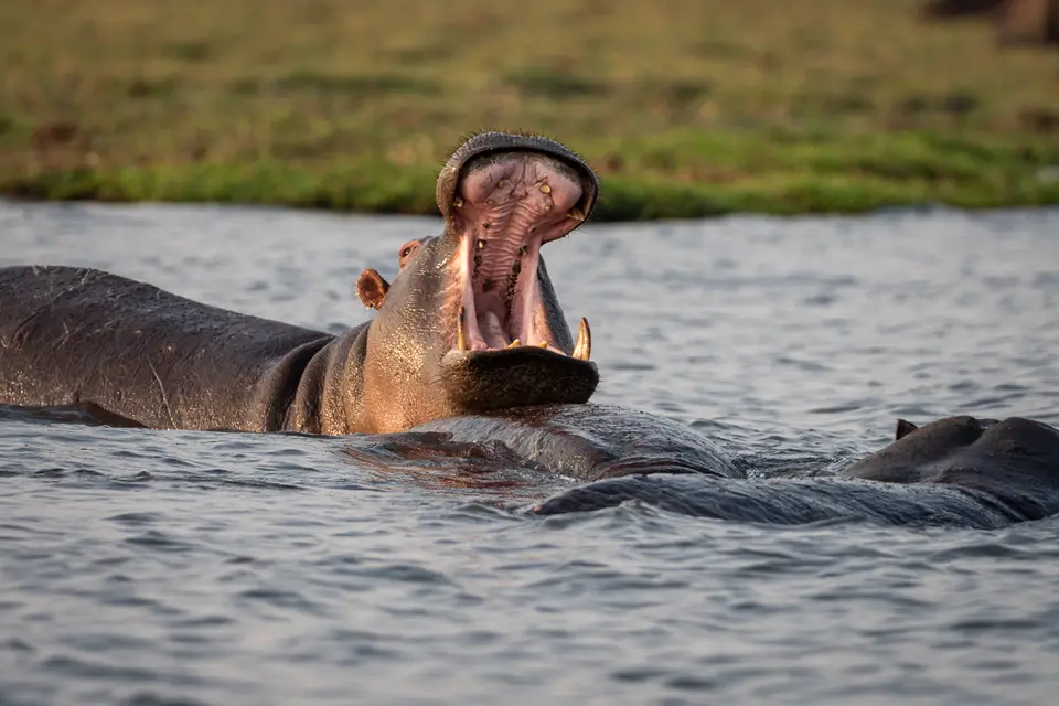 Botswana2019_0991_PA251973.jpg