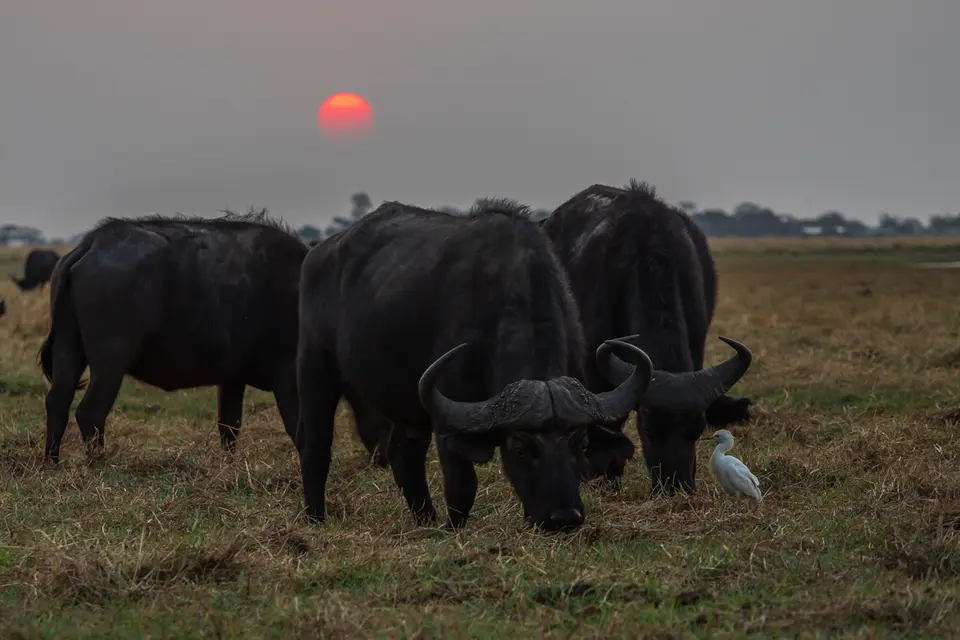 Botswana2019_1004_PB254698.jpg