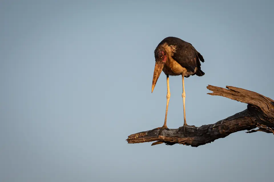 Botswana2019_1007_PA262123.jpg