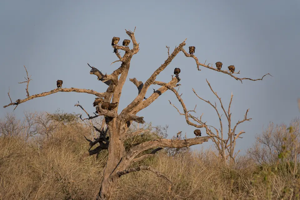 Botswana2019_1009_DSC05647.jpg