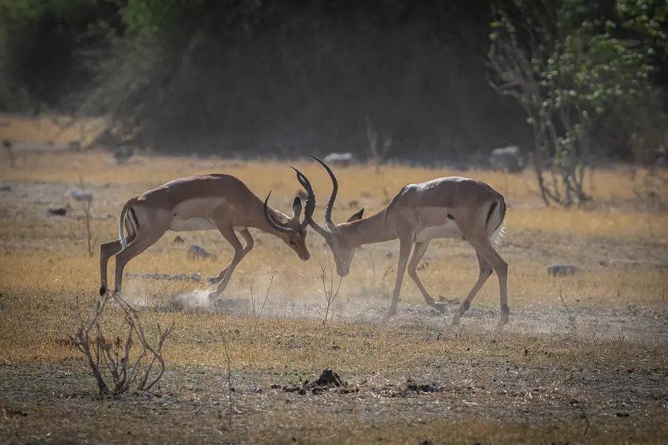 Botswana2019_1027_PA262509.jpg