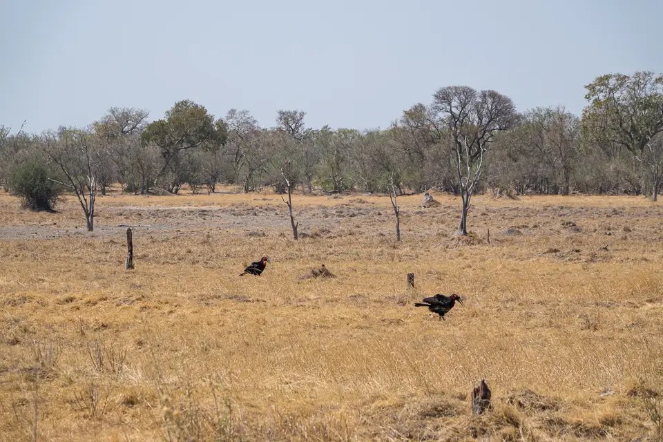 Botswana2019_1297_DSC01916.jpg