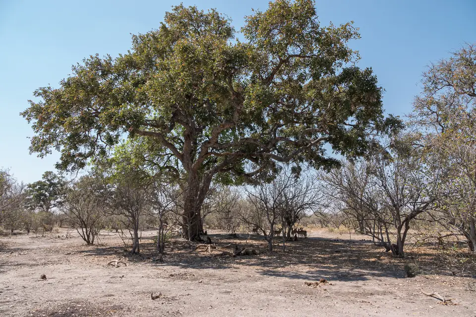 Botswana2019_1302_DSC01953.jpg