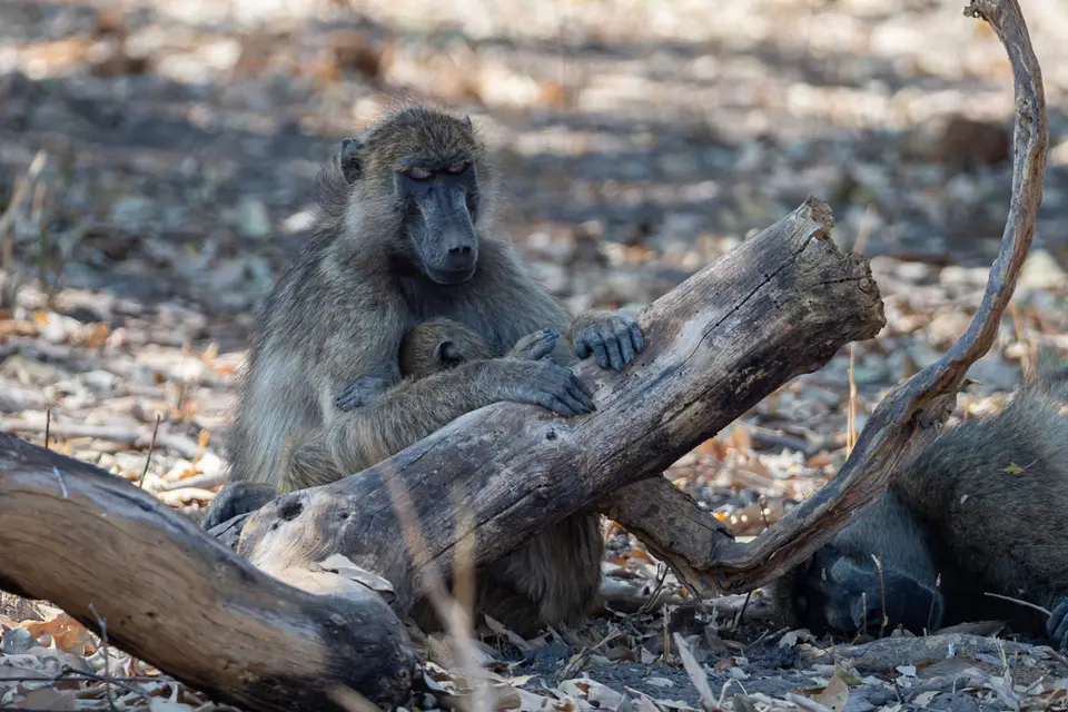 Botswana2019_1304_PA188923.jpg